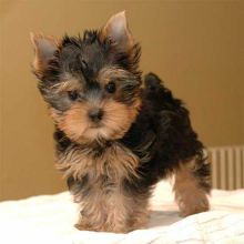 Pretty healthy and playful Yorkie Puppies For Adoption