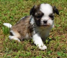 sggdfb well Socialize Shih Tzu puppies