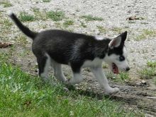 sggdrgsd Charming Blue Eyes Siberian Husky puppies