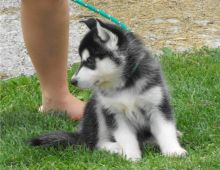 Siberian Husky male & female pup available (615) 278-9497 or (757) 932-4906