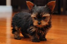 Top quality teacup yorkie puppies available (301) 778-7977