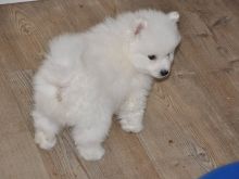 vsdhd Unattached male and female Samoyed puppies