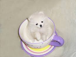Adorable Black and white Pomeranian Puppies Available and they are potty trained puppies Image eClassifieds4u