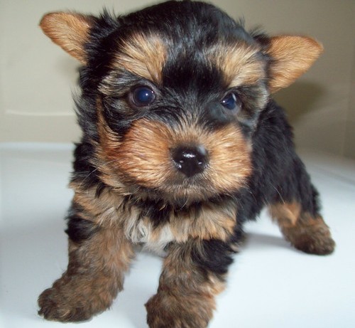 Beautiful Teacup Yorkie Puppy Image eClassifieds4u