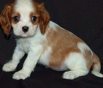 charming cavalier-king-charles-spaniel-puppies Now Available Image eClassifieds4u