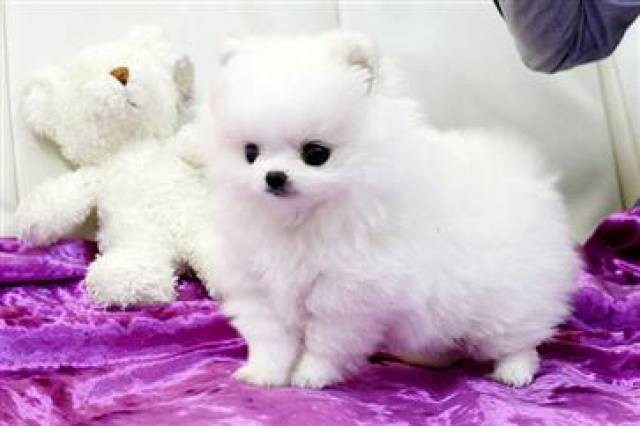 Cute Pomeranian Puppies for adoption contact::::(annamelvis225@gmail.com) Image eClassifieds4u