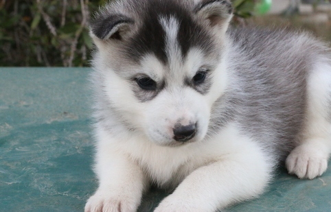 Cute Siberian Husky Puppies for Adoption(615) 278-9497 Image eClassifieds4u