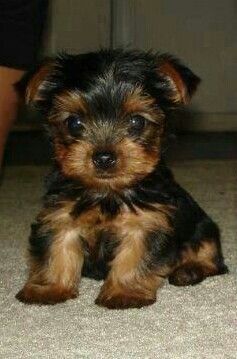 Cute Teddy Yorkie puppy, AKC, Image eClassifieds4u