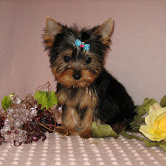 Cute Yorkie Puppies for adoption contact::::(annamelvis225@gmail.com) Image eClassifieds4u