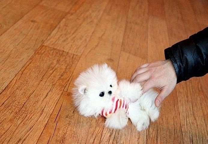 Fantastic Male and female Pomeranian puppies Now Ready Image eClassifieds4u