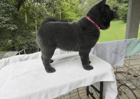 Fun Chow Chow Puppies looking to go for new homes Image eClassifieds4u