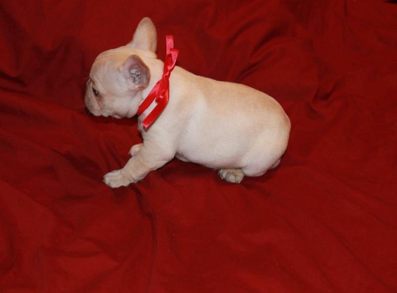hdhfhdfhdfh Ubiquitous, Good Looking French Bulldog puppies Image eClassifieds4u