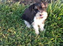 Attractive Unafraid Male and female Miniature Schnauzer puppies Now Image eClassifieds4U