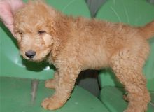 Available Male and Female Golden Doodle puppies Now Ready Image eClassifieds4u 2