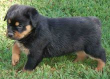 Beautiful Rottweiler Puppies Sale Image eClassifieds4u 1