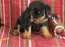 charming Rottweiler Male and Female puppies Now Ready Image eClassifieds4u 2