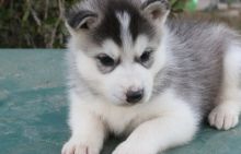 ♥♥♥ Quality siberians huskys Puppies:♥♥♥contact us at(615) 278-9497 Image eClassifieds4U