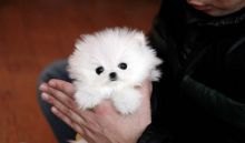 T-Cup C.K.C Reg 12 weeks old Pomeranian Puppies Now Image eClassifieds4u 2