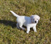 well Train Labrador Retriever puppies Image eClassifieds4u 1