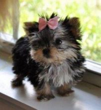 ADORABLE TEACUP YORKIE PUPPIES Image eClassifieds4U