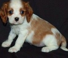 charming cavalier-king-charles-spaniel-puppies Now Available Image eClassifieds4u 2