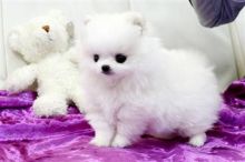 Cute Pomeranian Puppies for adoption contact::::(annamelvis225@gmail.com) Image eClassifieds4u 4
