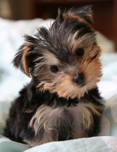Excellent Teacup Yorkie Puppies For Adoption Image eClassifieds4U