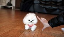 Fantastic Male and female Pomeranian puppies Now Ready Image eClassifieds4u 1