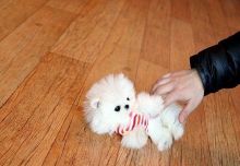 Fantastic Male and female Pomeranian puppies Now Ready Image eClassifieds4u 2