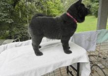 Fun Chow Chow Puppies looking to go for new homes Image eClassifieds4U