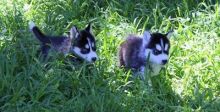 Lovely Blue Eyes Siberian Husky Puppies Available For Sale.(615) 278-9497 or (757) 932-4906 Image eClassifieds4U