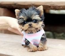 Lovely Male and Female Yorkie Puppies For Good Home Image eClassifieds4U