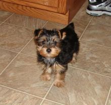 Playful Yorkie Puppies needs new home Image eClassifieds4U