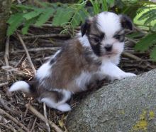 sggdfb well Socialize Shih Tzu puppies Image eClassifieds4u 2