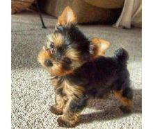 Two Sweet Yorkie Puppies needs new home Image eClassifieds4U