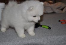 vsdhd Unattached male and female Samoyed puppies Image eClassifieds4u 2