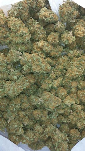 quality indoor top shelf buds at best prices Image eClassifieds4u