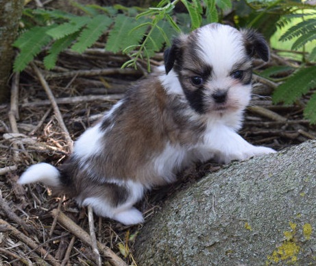 Cute Maltese Puppies for adoption contact::: Image eClassifieds4u