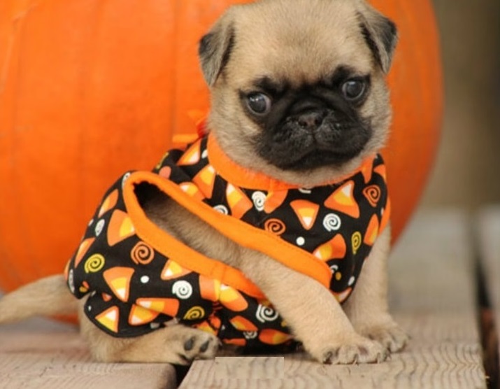 *** Pure Bred CKc Reg Pug Puppies Ready *** Image eClassifieds4u