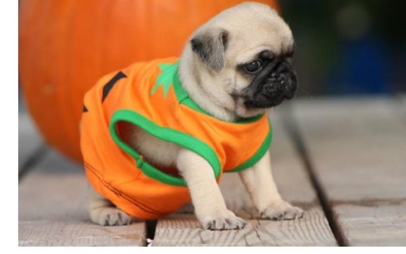 *** Pure Bred CKc Reg Pug Puppies Ready *** Image eClassifieds4u