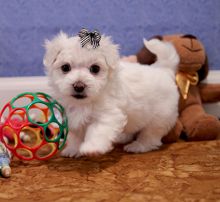 Cute Maltese Puppies for adoption contact:::