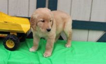 Energetic Fun Golden Retriever Puppies available for re homing