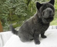 Fun Chow Chow Puppies looking to go for new homes