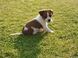 Cute Raised Jack Russell Puppies for adoption contact::::(annamelvis225@gmail.com) Image eClassifieds4u