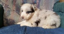 bright Intelligent Australian Shepherd Puppies contact now to get them 1 Image eClassifieds4U