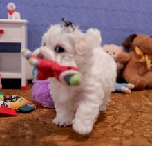 Cute Maltese Puppies for adoption contact::: Image eClassifieds4u 3