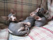 Sphynx kittens available Image eClassifieds4u 1