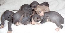 Sphynx kittens available Image eClassifieds4u 2