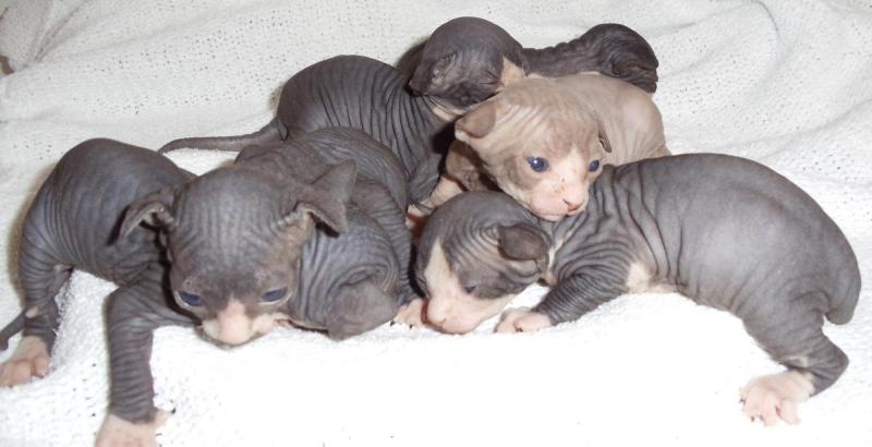 Sphynx kittens available Image eClassifieds4u