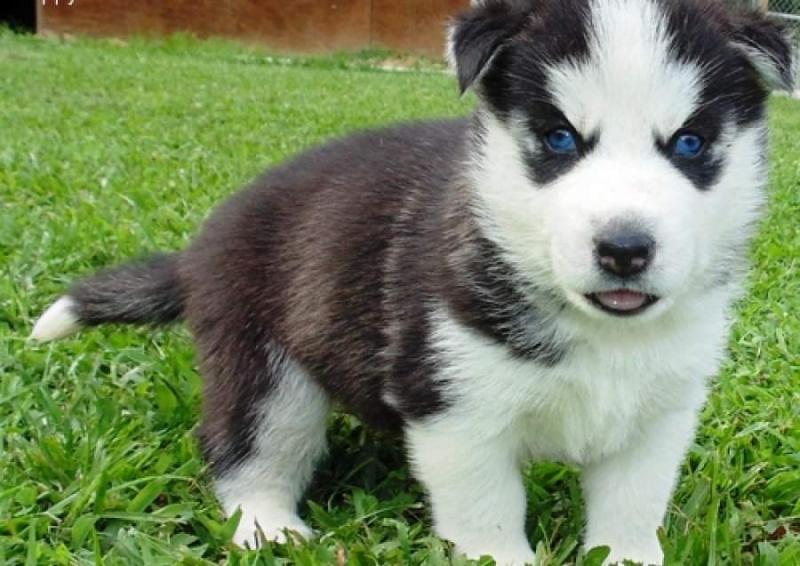 Standard Siberian Husky puppies ready. Text or Call (724) 997-1284 Image eClassifieds4u